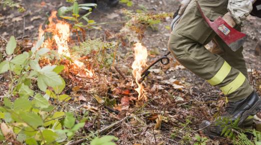small flames burn foliage on ground next to some brush 