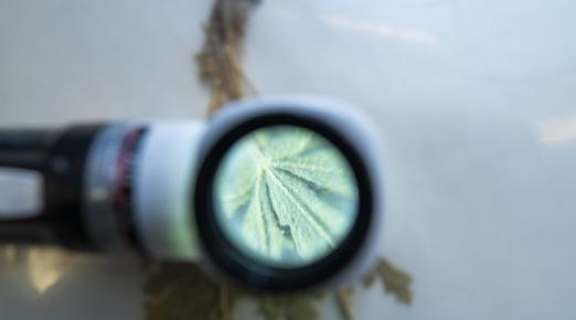 looking through a magnifiying glass at a dried plant specimen 