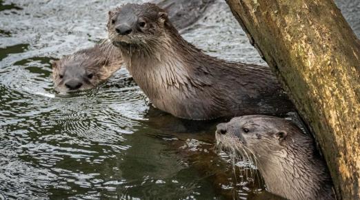 A photo of three otters in the Arcata Marsh 