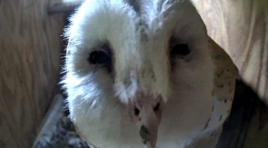 Closeup of the face of Poppy, mom of Maple, Sage, Sequoia, and Hemlock. The barn owl family, who live in a nest box at the Lodi Wine Visitor Center demonstration vineyard in California, are one of several owl families that Cal Poly Humboldt Wildlife Professor Matt Johnson and his team study for their research. 