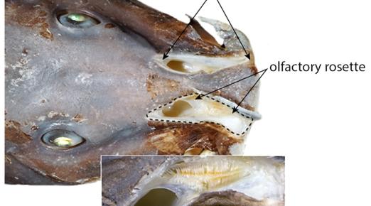 Head and snout in dorsal view of a male catfish specimen from the Louesse River, Republic of Congo. Photo credit: Melanie Stiassny.