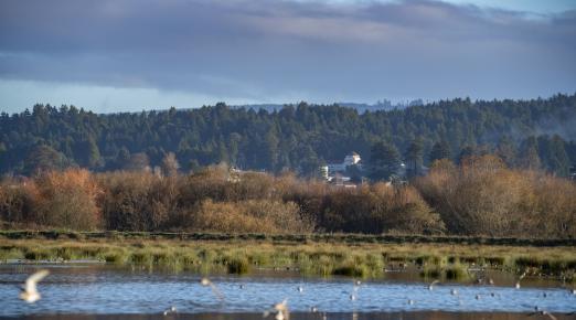 a view of the campus from the Arcata marsh, with water and birds in the forefront and founders hall in the distance