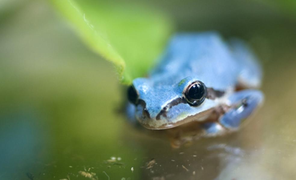 Rare' turquoise frog spotted in Fredericton