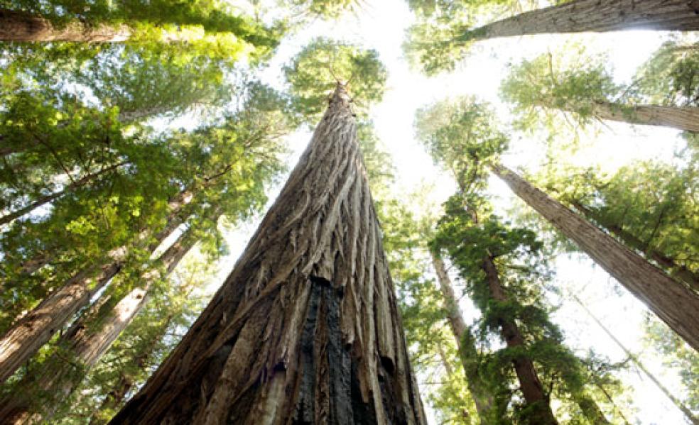 Multi-Year Project Looks at Redwoods and Climate Change | Humboldt NOW ...