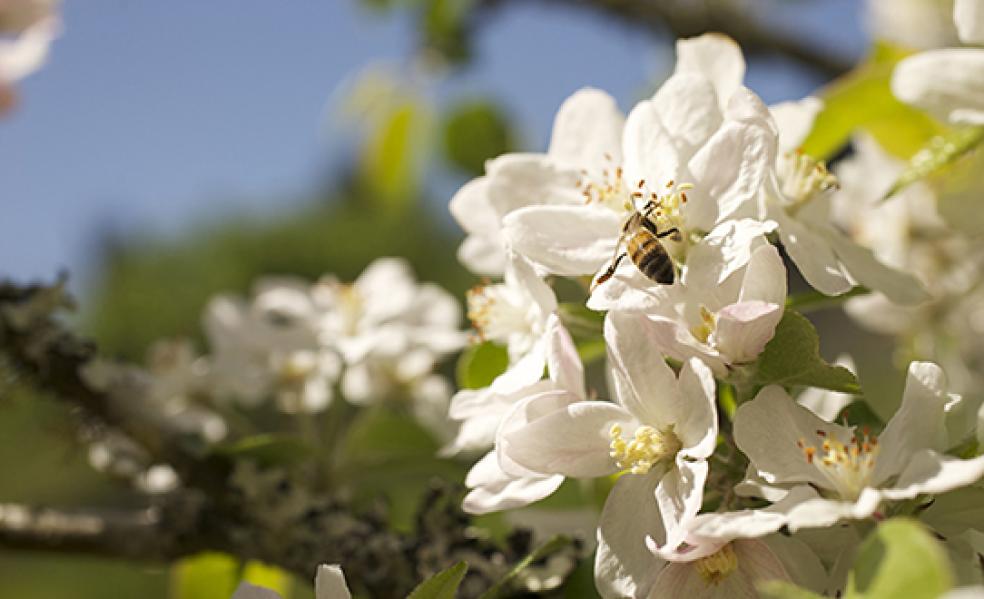 Plan ‘Bee’: Grad Student Explores Role of Native Bees | Humboldt NOW ...