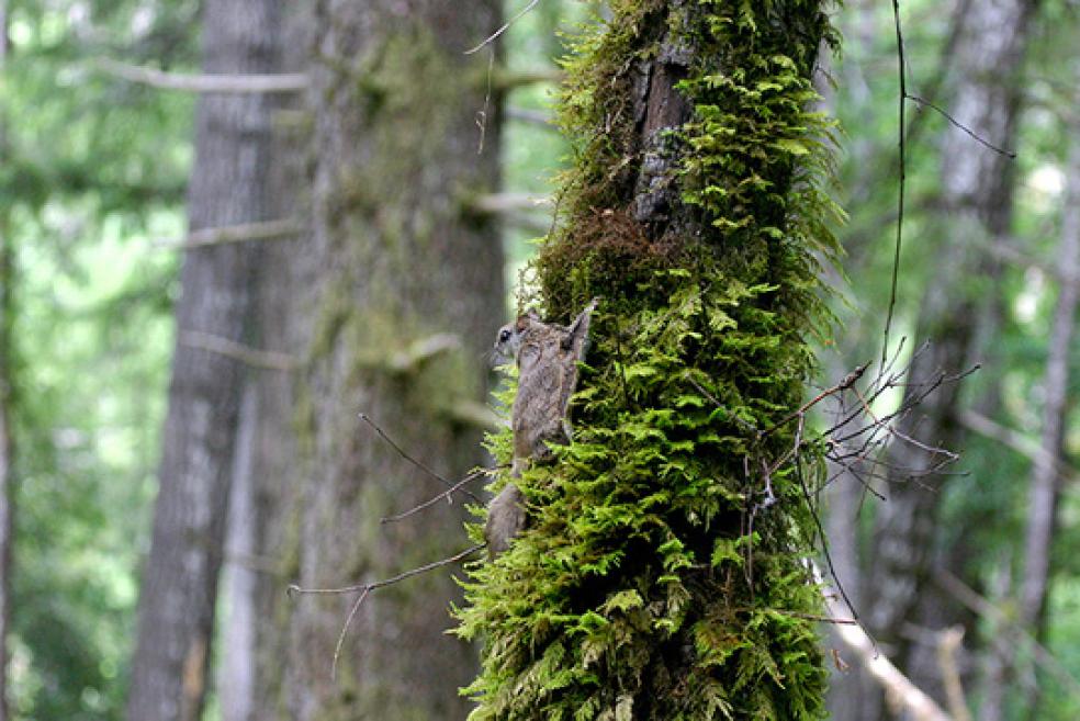 New Flying Squirrel Species Discovered along North America’s Pacific