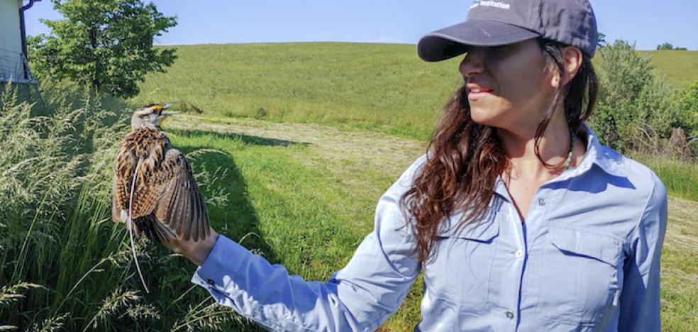 Amy Scarpignato Amy Scarpignato holds an Eastern Meadowlark with a transmitter in Front Royal, Virginia.