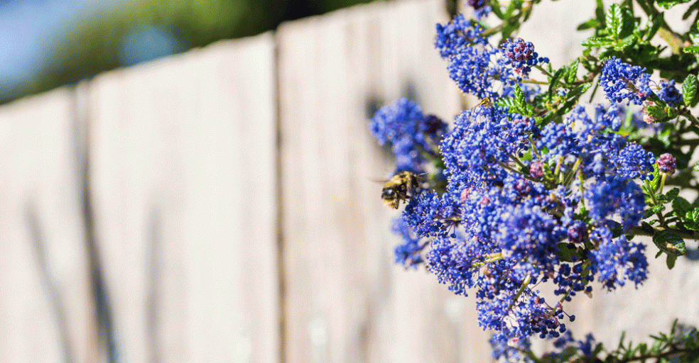 Bee pollinating a California lilac