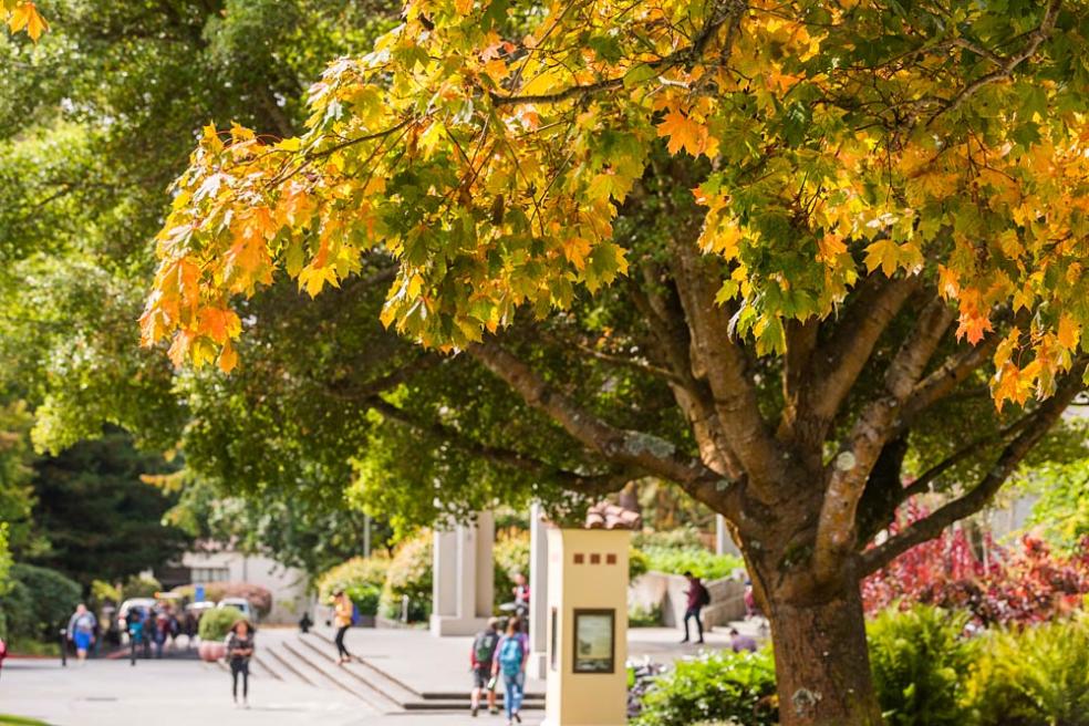 Close up of tree in front of Library