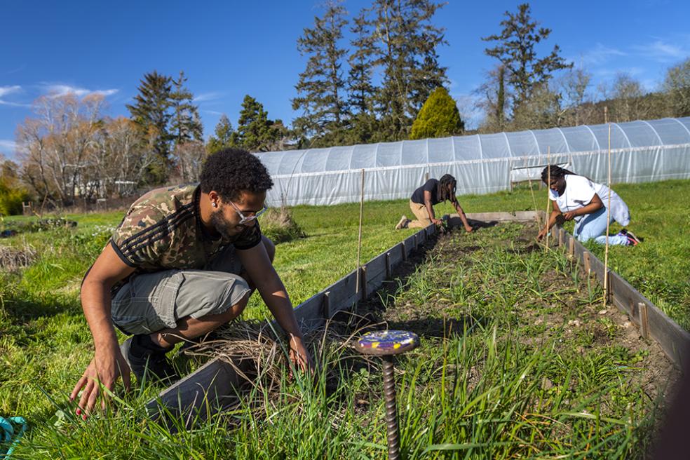 Cal Poly Humboldt students Dakari Tate (foreground), with Gloria Thompson (far right) and Umoja Center director Doug Smith at  Bayside Park Farm in Arcata