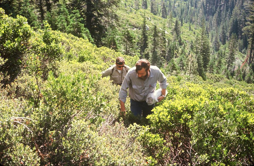 Humboldt Professors Dale Thornburgh (foreground) and John Sawyer climb the Klamath Mountains to study forests in 1969. Using data collected by Thornburgh and Sawyer, researchers retraced their footsteps by resampling the same plots nearly 50 years later. (Photo by Steve Selva)