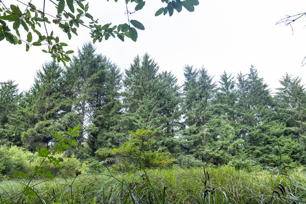 Coastal wetland found at the base of Mouralherwaqh, surrounded by an egret and heron rookery. (Photo: Adam Canter)