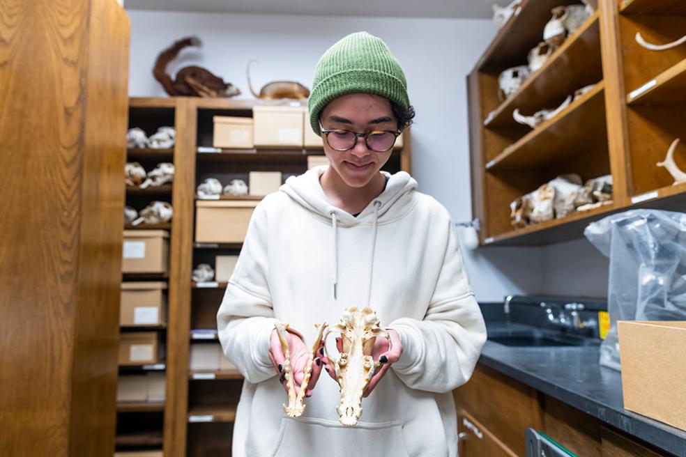  Wildlife student Tegan Alberts holds a coyote skull from the Vertebrate Museum collection. 