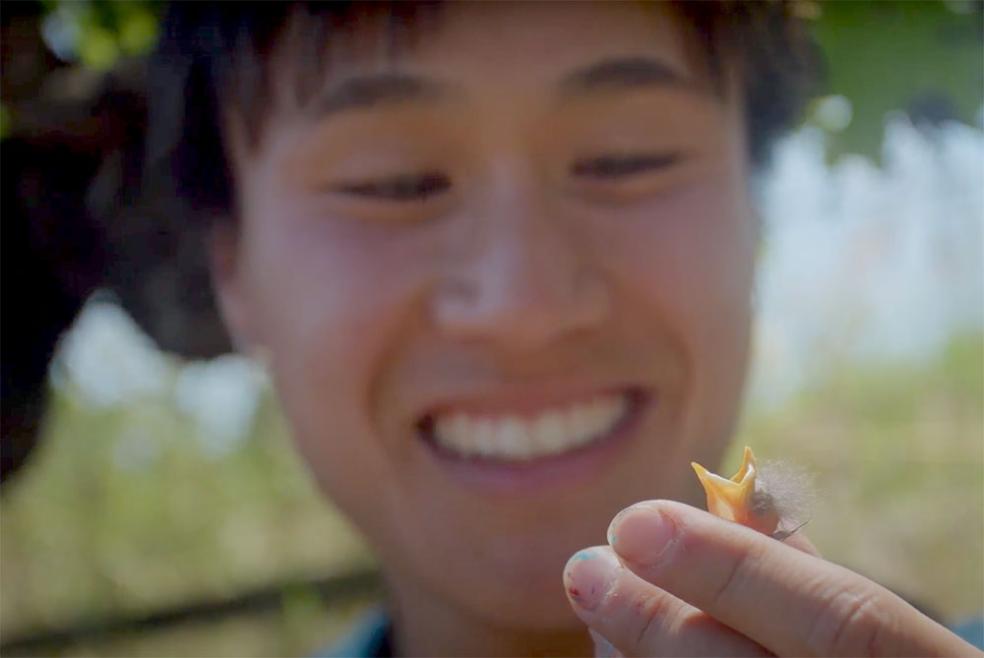 A researcher looks at a baby bird as part of research into how wildlife and vineyards may benefit from each other. 