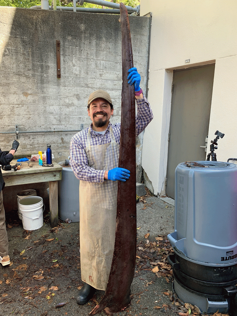 Jarrin holds the upper lobe of a thresher shark tail fin. The shark died of unknown causes and washed up on the beach. Faculty and students dissected it as part of a class.