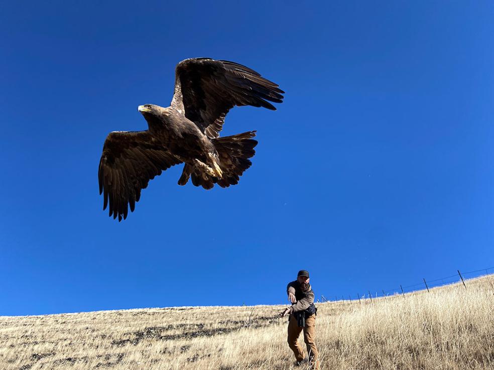 Bryan Bedrosian, RaptorMapper team leader, releases a golden eagle.