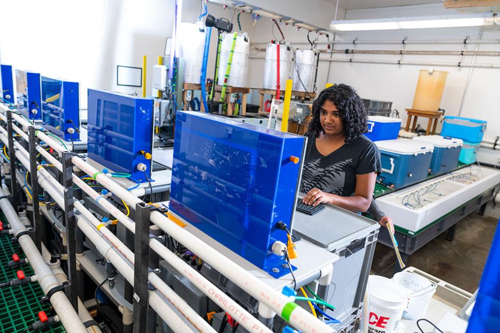 Juhi LaFuente working in the Telonicher Marine Lab on krill research