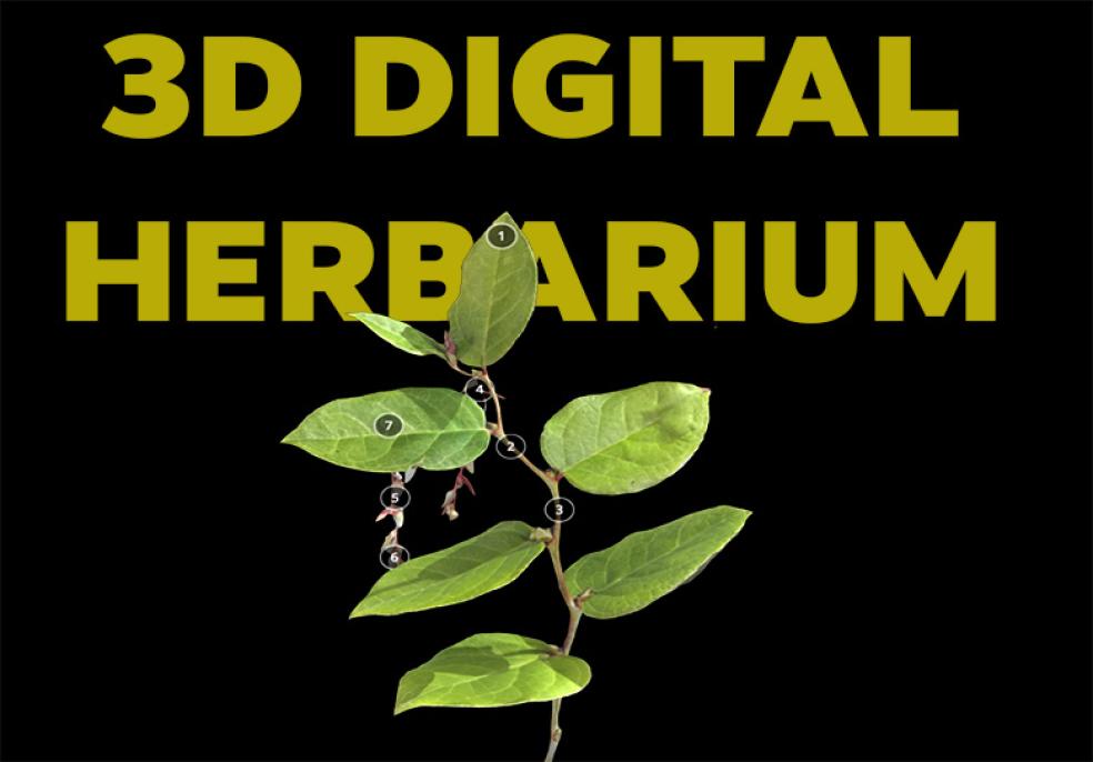 3d digital herbairum preview