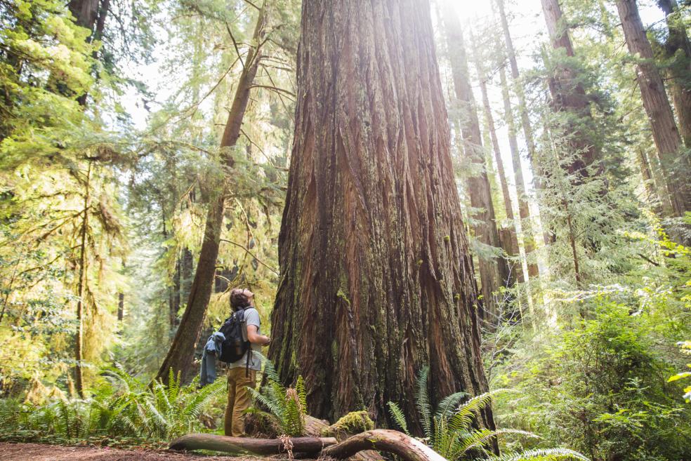 HSU Botany student looks up at a gigantic tree in Prairie Creek State Park