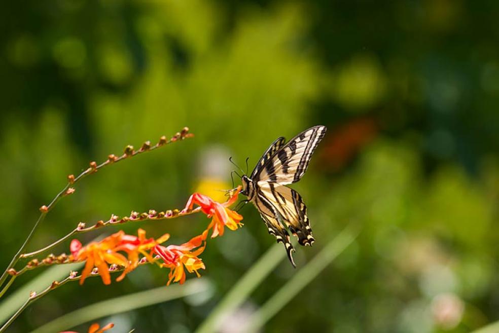 Image of a Butterfly