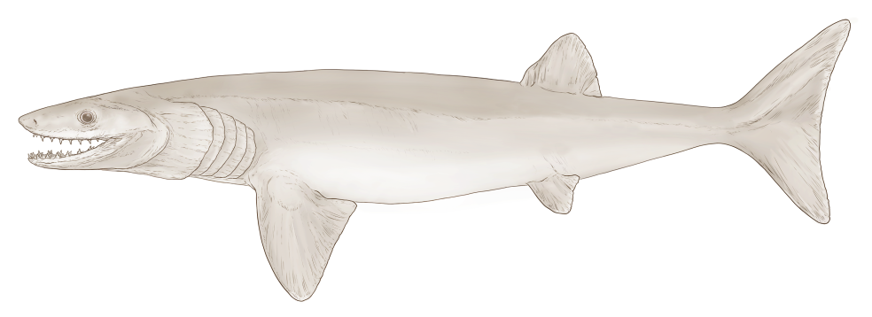 An artist’s reconstruction of the new shark-like species Cosmoselachus mehlingi. 