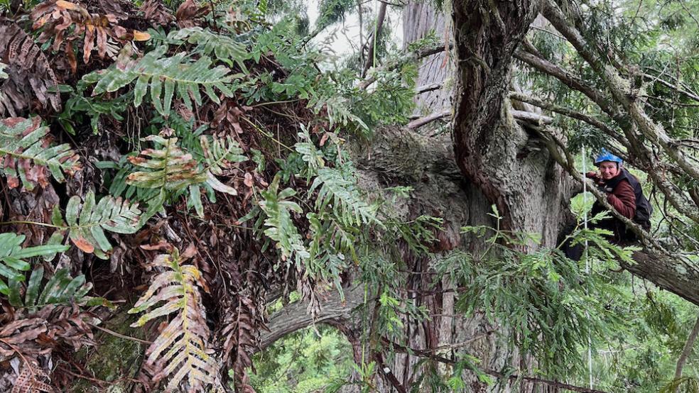 Marie Antoine high in a redwood tree next to a fern mat