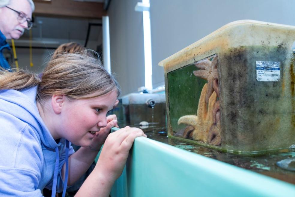 A photo of an eighth grade student from Northcoast Prepatory Academy looking into a water tank filled with sea stars. 