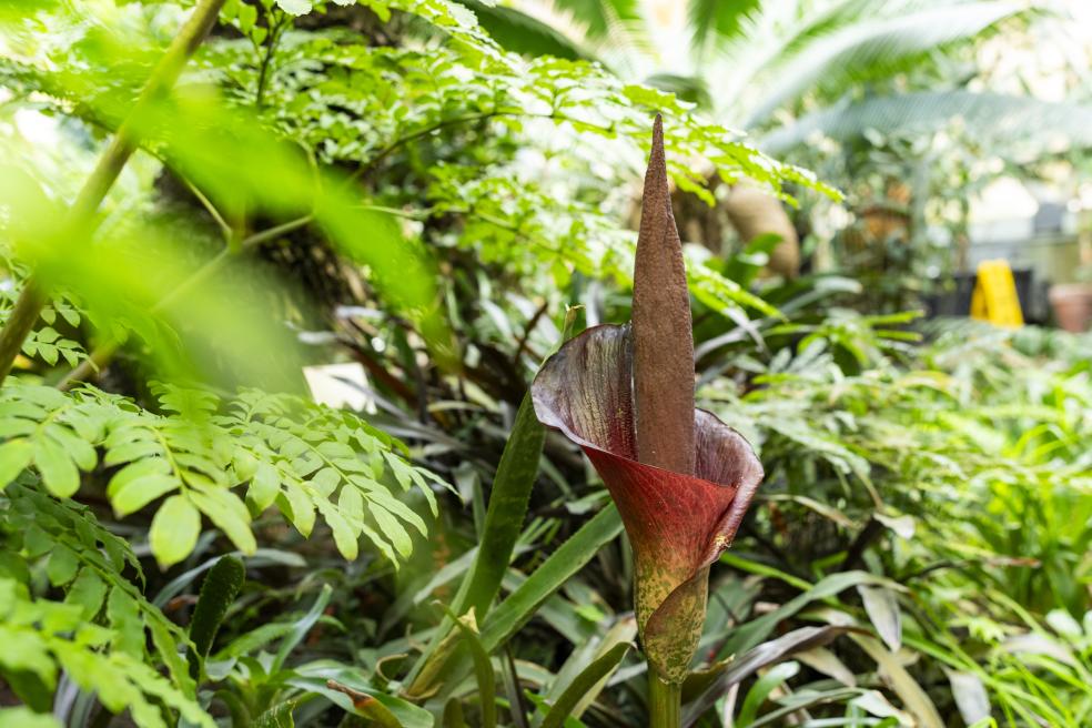 A photo of the corpse flower blooming in the Dennis K. Walker Greenhouse.