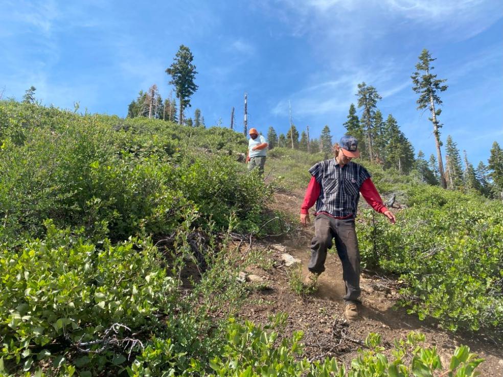 A photo of of students Eri Sharberg and Sawyer Radekin surveying for surviving Baker cypress in the Mud Lake Research Natural Area that burned in the 2021 Dixie Fire.