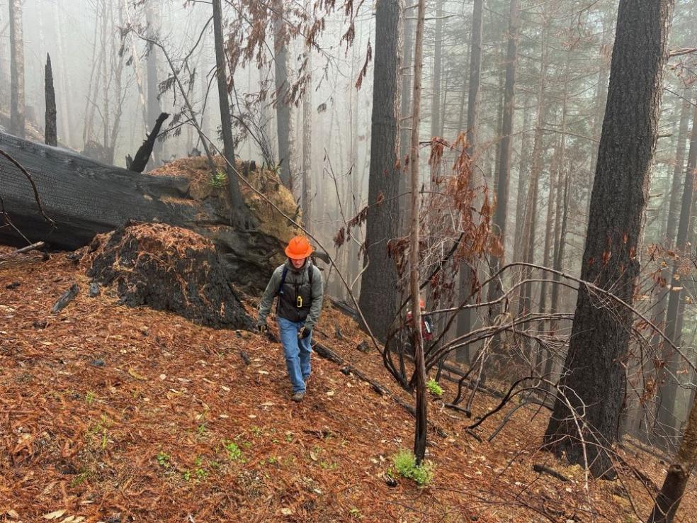 A photo of Forestry undergraduate student, Alec Wallace, walking through part of the 2023 Lost Fire in Redwood National Park as part of a research project examining the effect of the fire on fuels and tree mortality. Photo credit: Lee Donohue