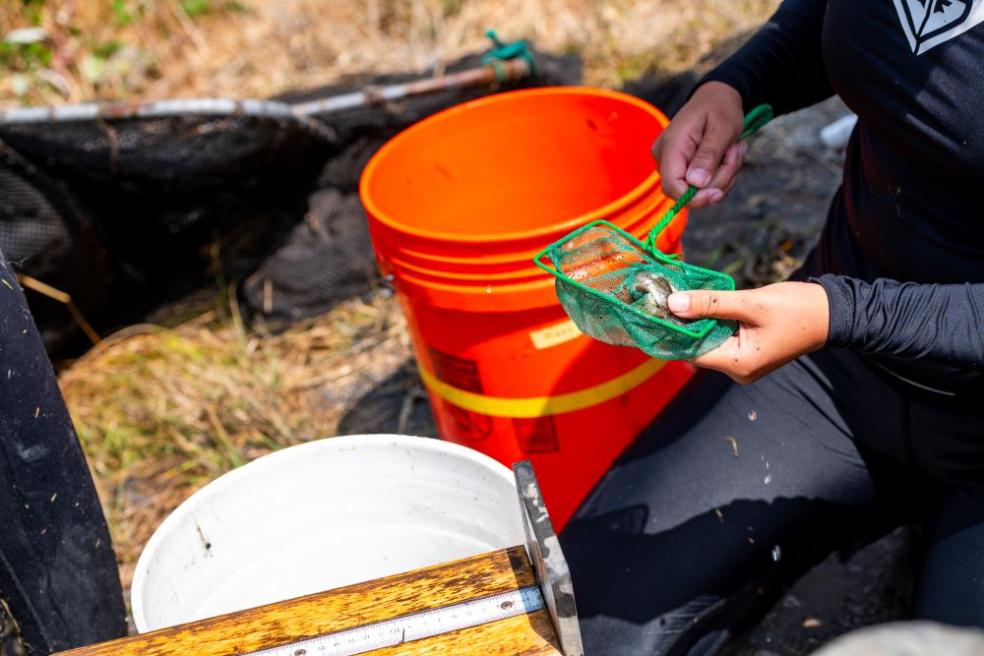 Fisheries Biology grad students research on what otter's eat at the Arcata Marsh.