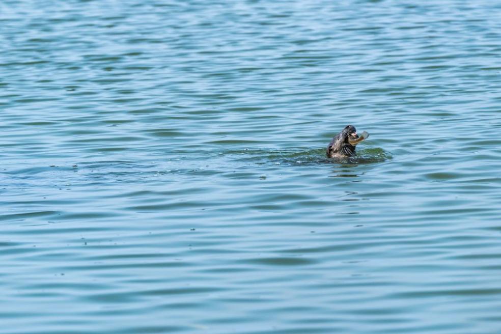 A photo of an otter eating a fish at the Arcata Marsh.