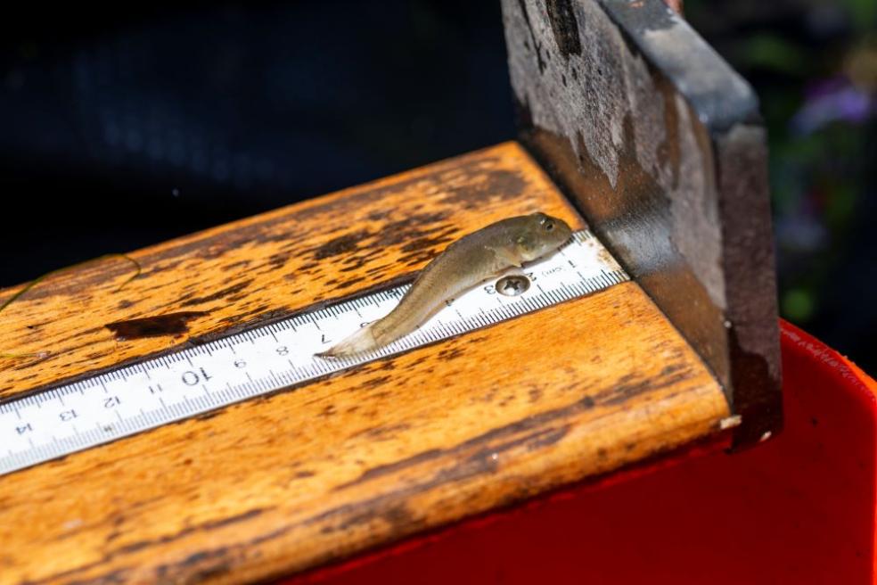 A photo of Fisheries Biology students measuring a fish from the Arcata Marsh.