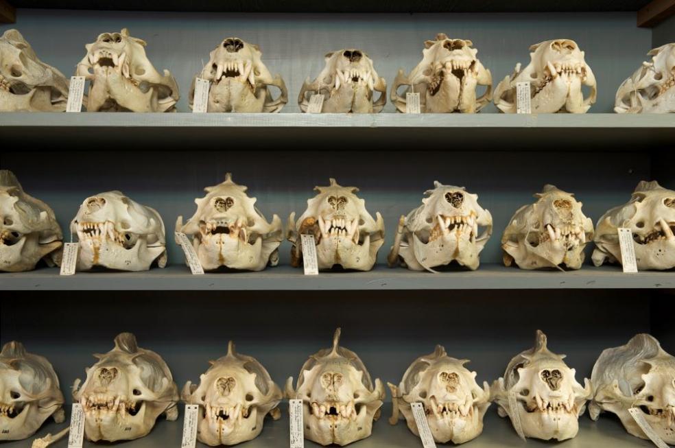 A photo of specimen from the Cal Poly Humboldt Vertebrate Museum.