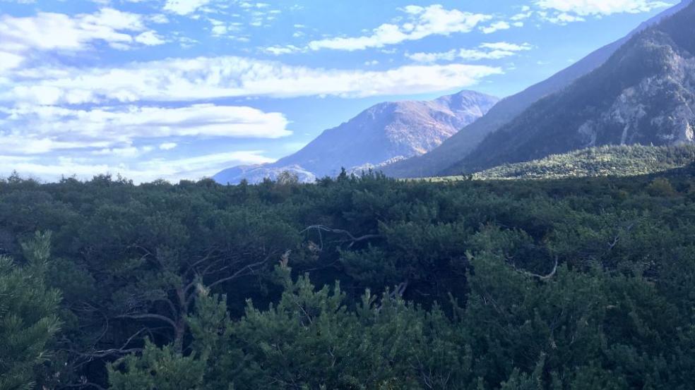 A landscape photo of the Scots pine trees in the  Rhône River Valley of the Swiss Alps that were part of Botany professor Alana Chin's research. 