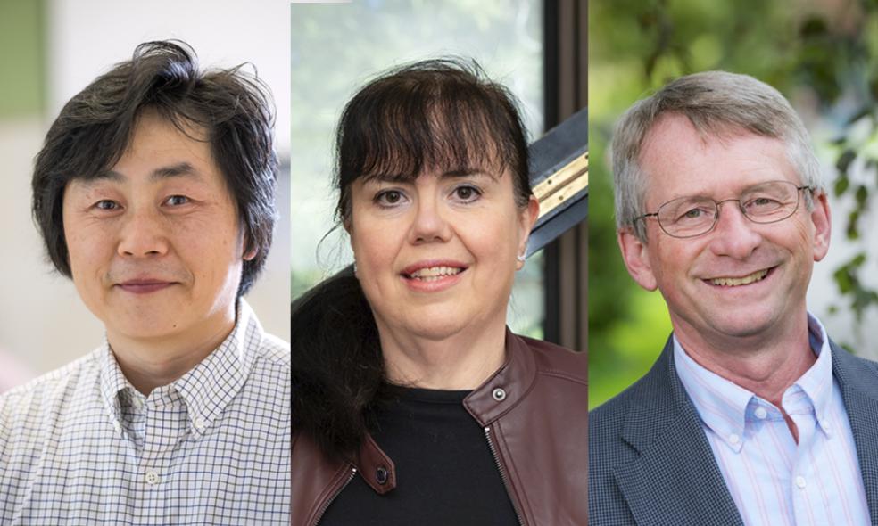 A collage of Cal Poly Humboldt's 2024-25 Distinguished Faculty from left to right: Professor Young Sub Kwon, Professor Daniela Mineva, and Professor Dale Oliver