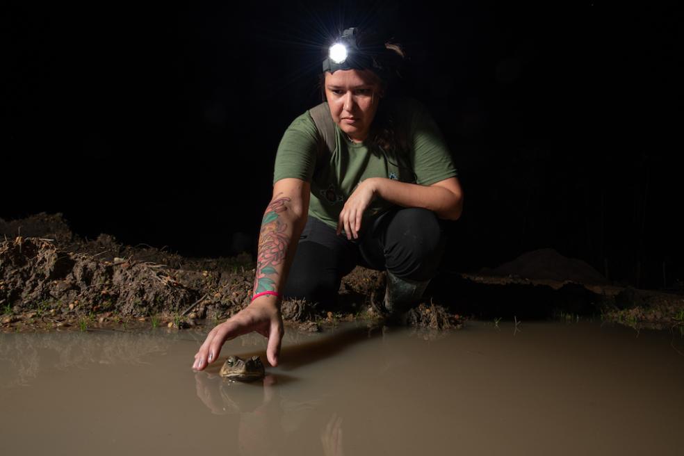 Brazilian graduate student Gisele Ferreira reaches for a specimen of Cane Toad (Rhinella marina), found on the western side of Marajó. Photo by Pedro Peloso.