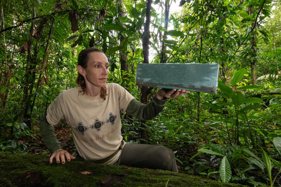 Zoology Professor Silvia Pavan holds up a Sherman trap, used to collect specimens in the field. Researchers extract DNA from the samples to better understand the animal’s evolutionary history on Marajó Island. Photo by Pedro Peloso.