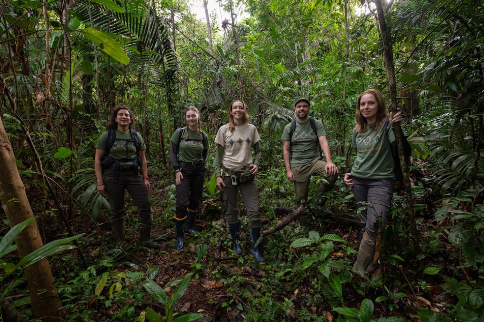 The researchers traveled to Marajó Island to collect specimens on the western side of the island in December 2024 and January 2025. They focused on 7 species: Orange-legged Leaf Frog, Steindachner’s Dwarf Frog, the Bridled Forest Gecko, Brown-eared Anole, Woodall’s Slender Opossum, the Marajó Bristly Mouse, and the Brazilian Squirrel. Photo by Pedro Peloso.