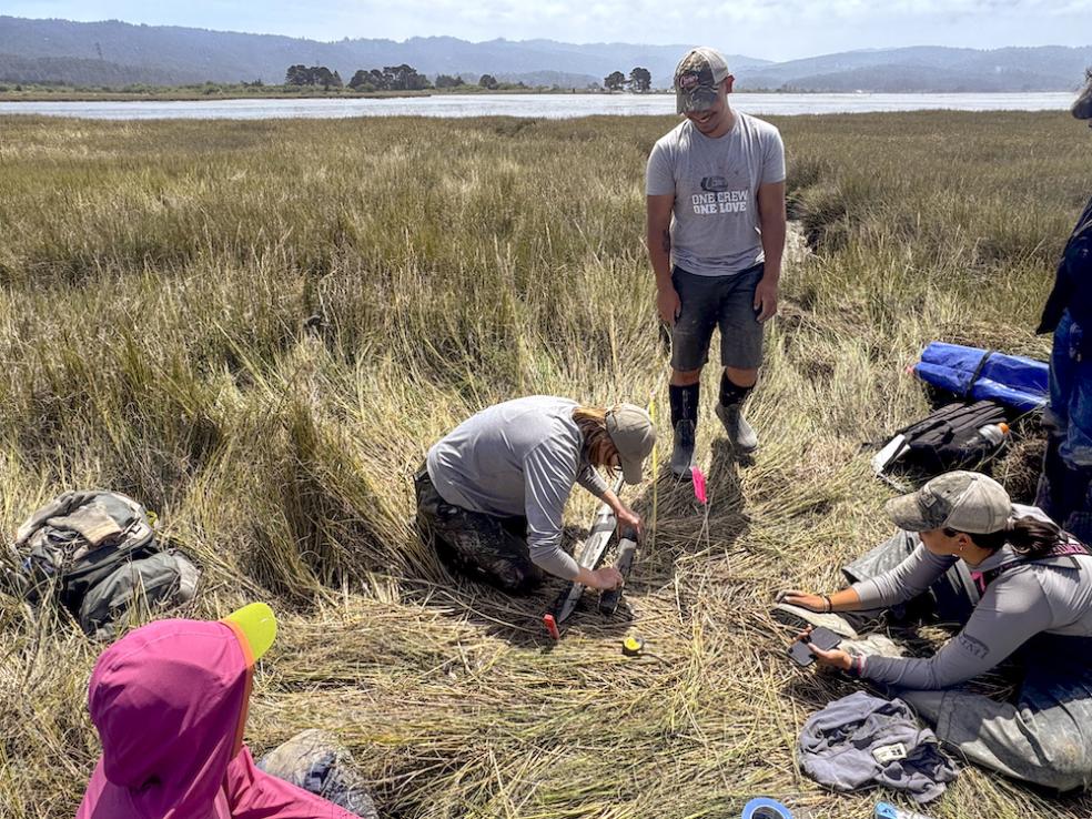 Cores to Code students in the field coring in a coastal marsh, along the north margin of Humboldt Bay.