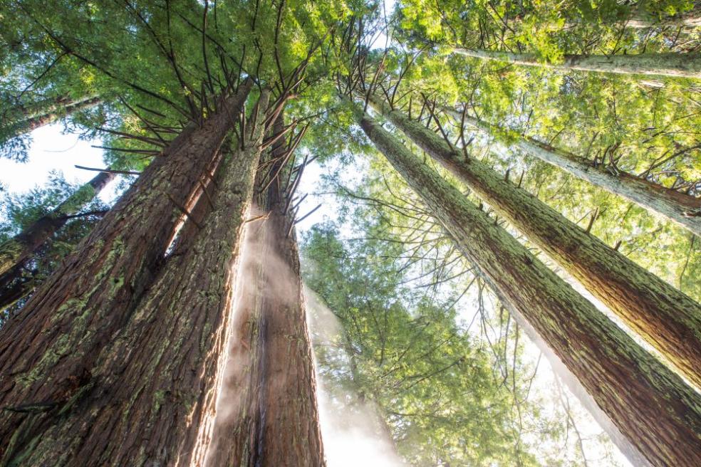 A photograph of the Arcata Community Forest behind the campus, taken from below to show the tall trunks and tops of the redwood trees!