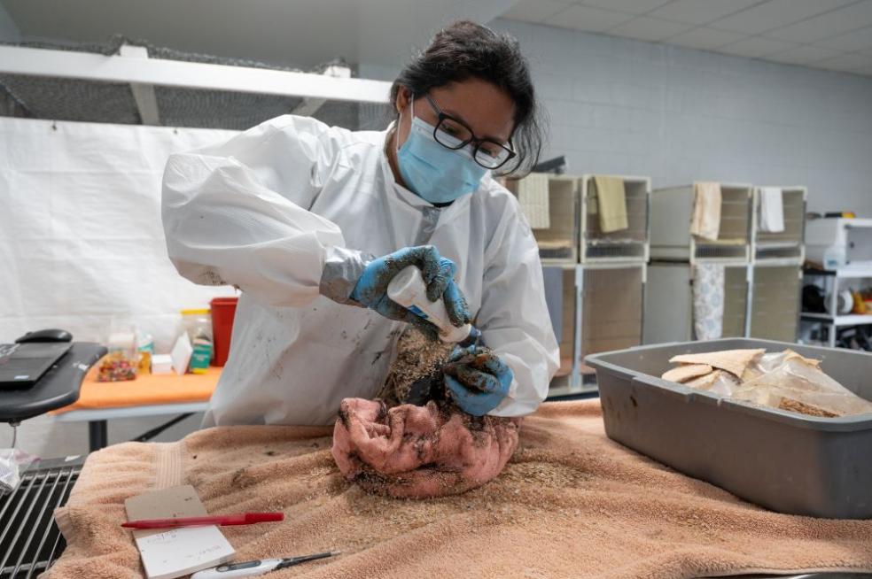 Jennifer Martines A photo of Jennifer Martines cleaning a bird at the Internation Bird Rescue