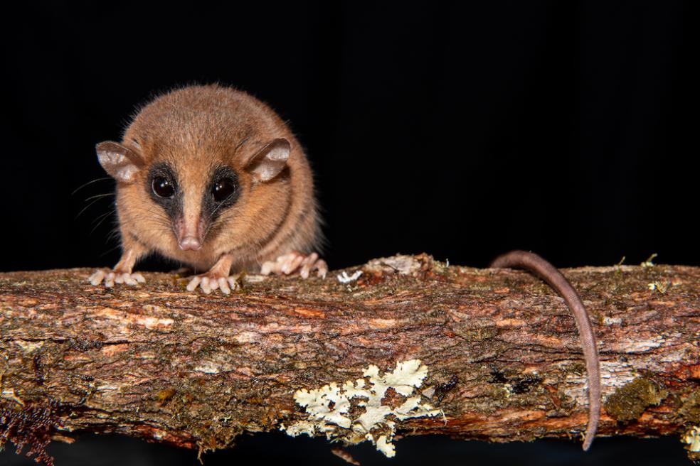 the opposum standing on a branch, looking at the camera