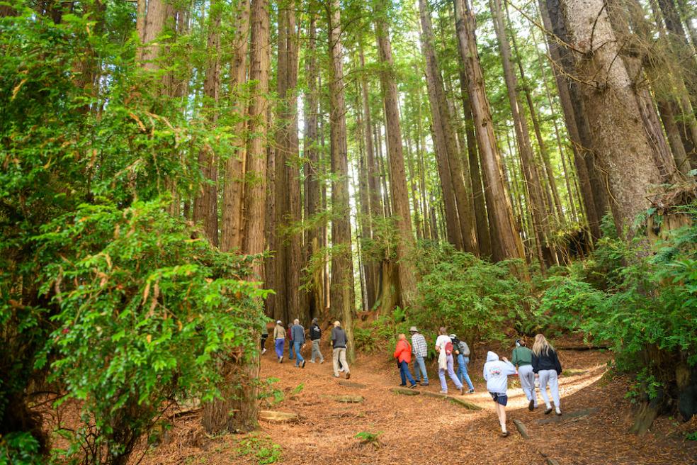 From funk to forests, Lumberjack Weekend capped off with a peaceful hike through the redwoods, complete with breakfast from Los Bagels and the community of Cal Poly Humboldt students, alumni, and friends and family.