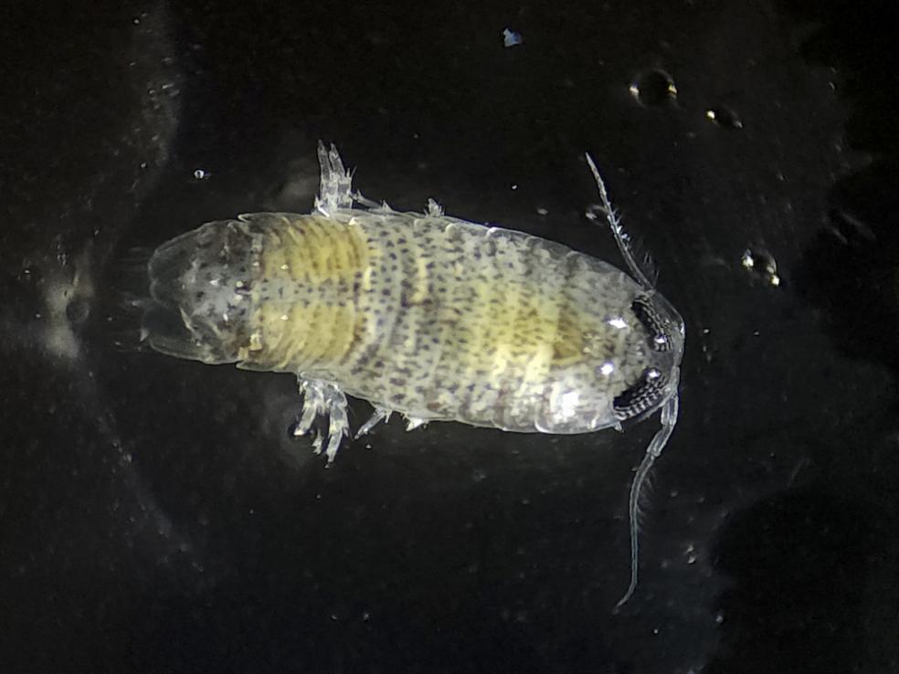 During the "R/V Marcus Langseth" expedition, scientists collected and examined plankton communities that both power Galápagos ecosystems. Photo courest of Karina Vivanco.