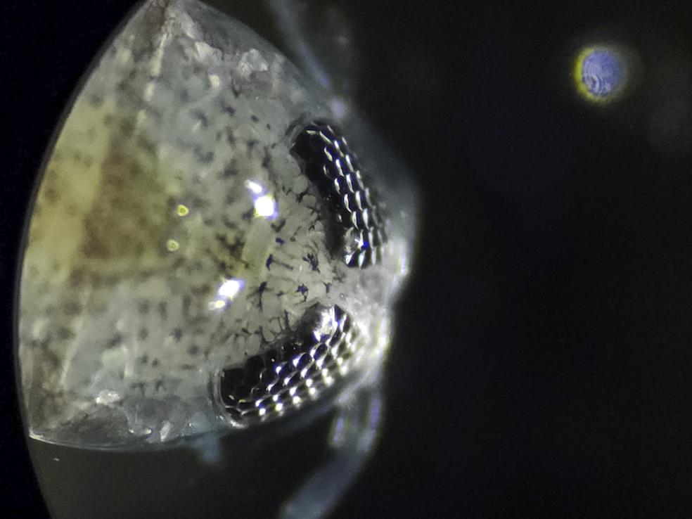 A close-up view of plankton captured during the Galápagos expedition. Photo courtesy of Karina Vivanco.