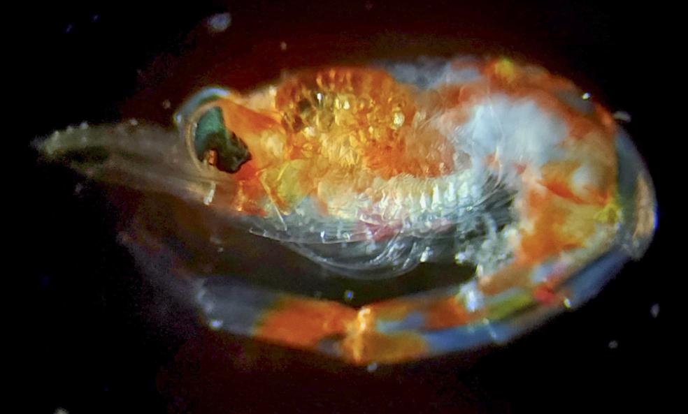 Though microscopic, plankton form the foundation of the marine food web and play a key role in regulating Earth’s climate. Photo courtesy of Karina Vivanco.