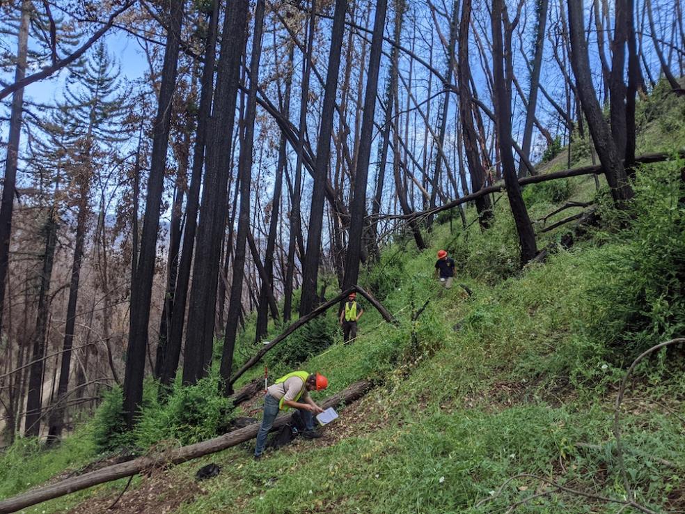 researchers collecting data at the base of scortched redwoods