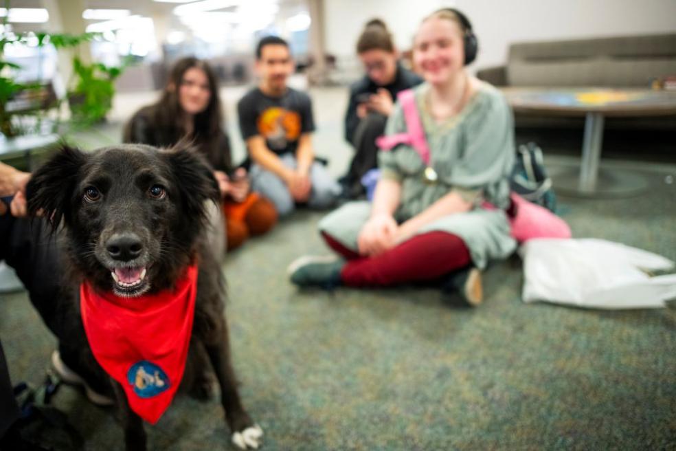 A photo of a black dog wearing a red scarf with a group of students sitting down in the background. 