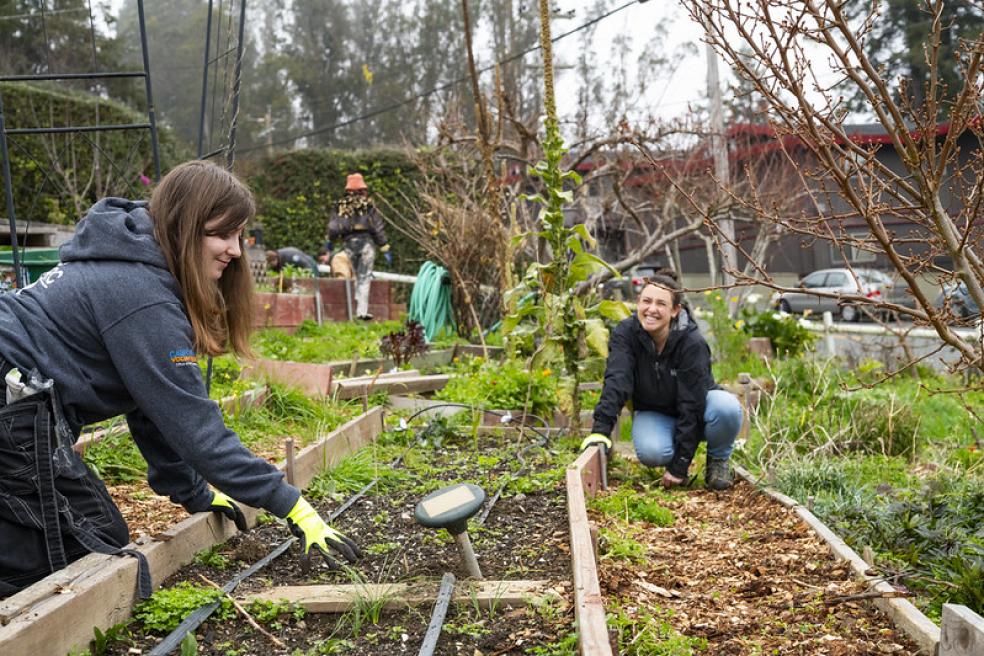 A photo of volunteers gardening at Centro Del Pueblo's Sanctuary Garden. 